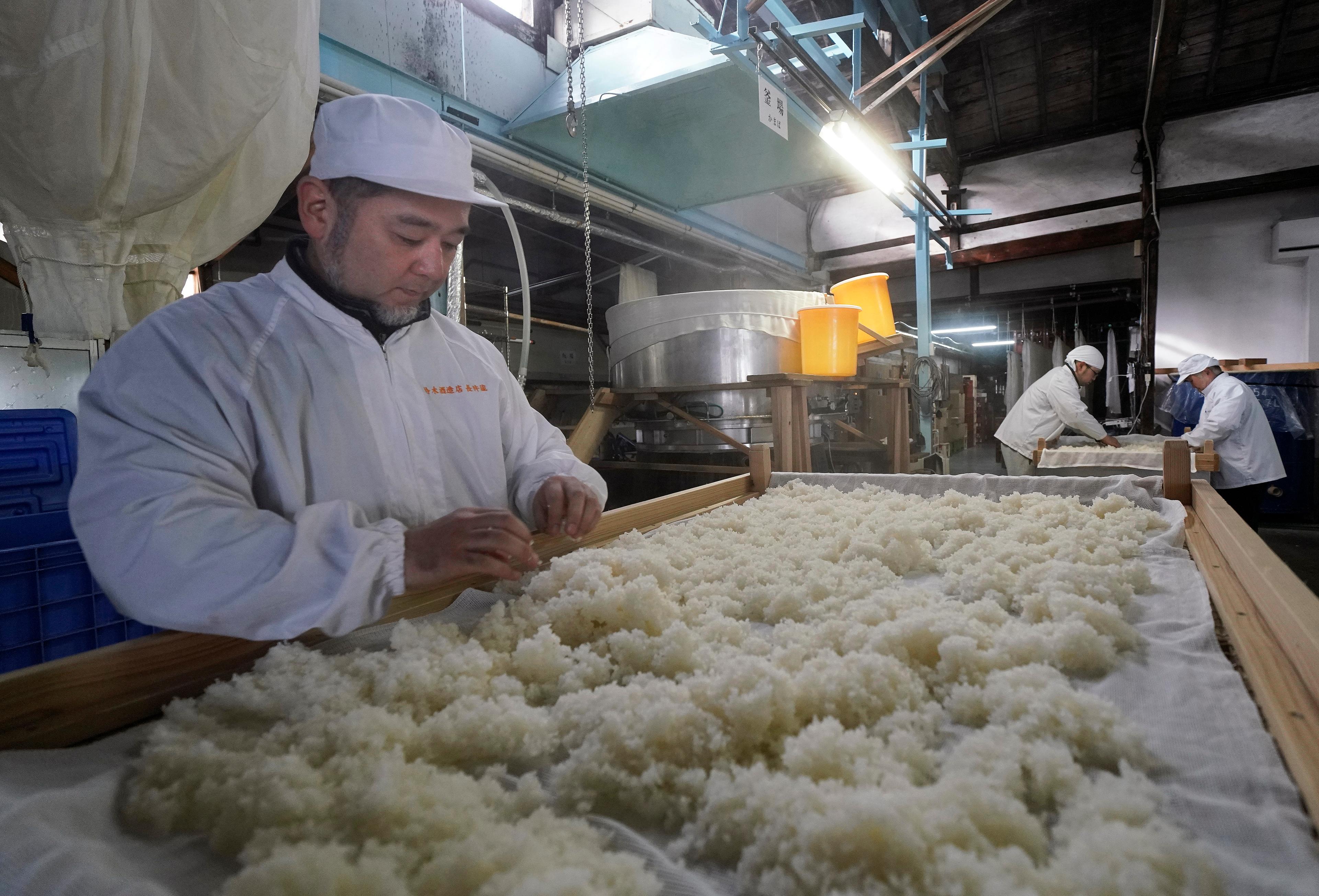 I Japan används ris inte bara till sushi och mat, utan även till framställning av sake – en alkoholhaltig dryck. Arkivbild. Foto: Shizuo Kambayashi AP/TT