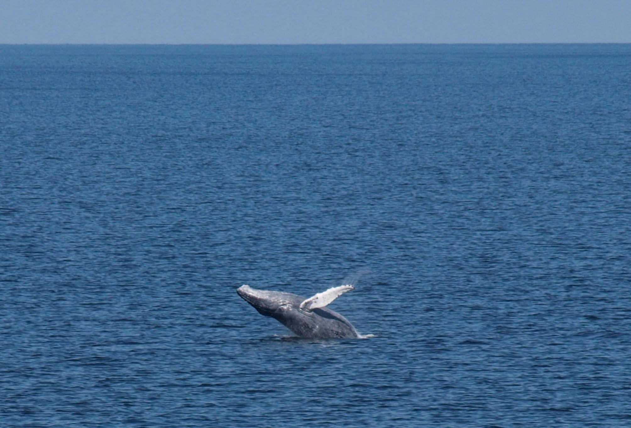 I augusti 2014 siktades en knölval utanför Gotland. Arkivbild. Foto: Kustbevakningen