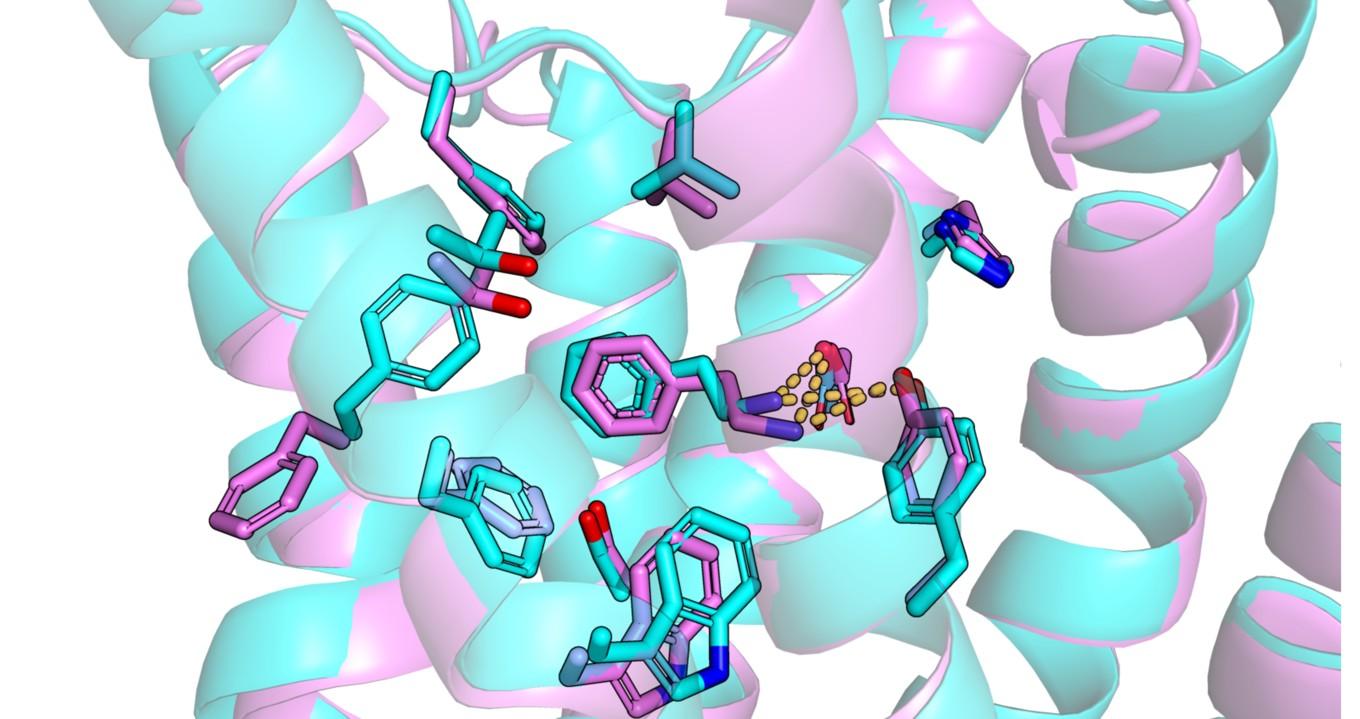 En jämförelse mellan AI-modellen av TAAR1, vilken är turkos, och receptorns struktur som bestämts genom experiment i lila. Foto: Alejandro Diaz