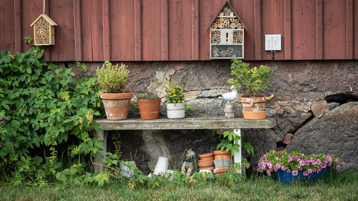 Den enda nackdelen med att gå runt i sin egen trädgård, är att man hela tiden upptäcker saker som borde åtgärdas, menar kåsören.
Foto: Sofia Drevemo