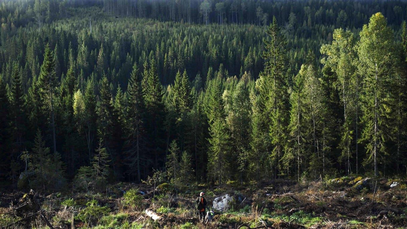 Den omtalade naturrestaureringslagen ska nu implementeras av EU:s medlemsländer. Sverige har nu två år på sig att göra en plan för hur natur ska återställas. Foto: Jonatan Näckstrand/AFP via Getty Images