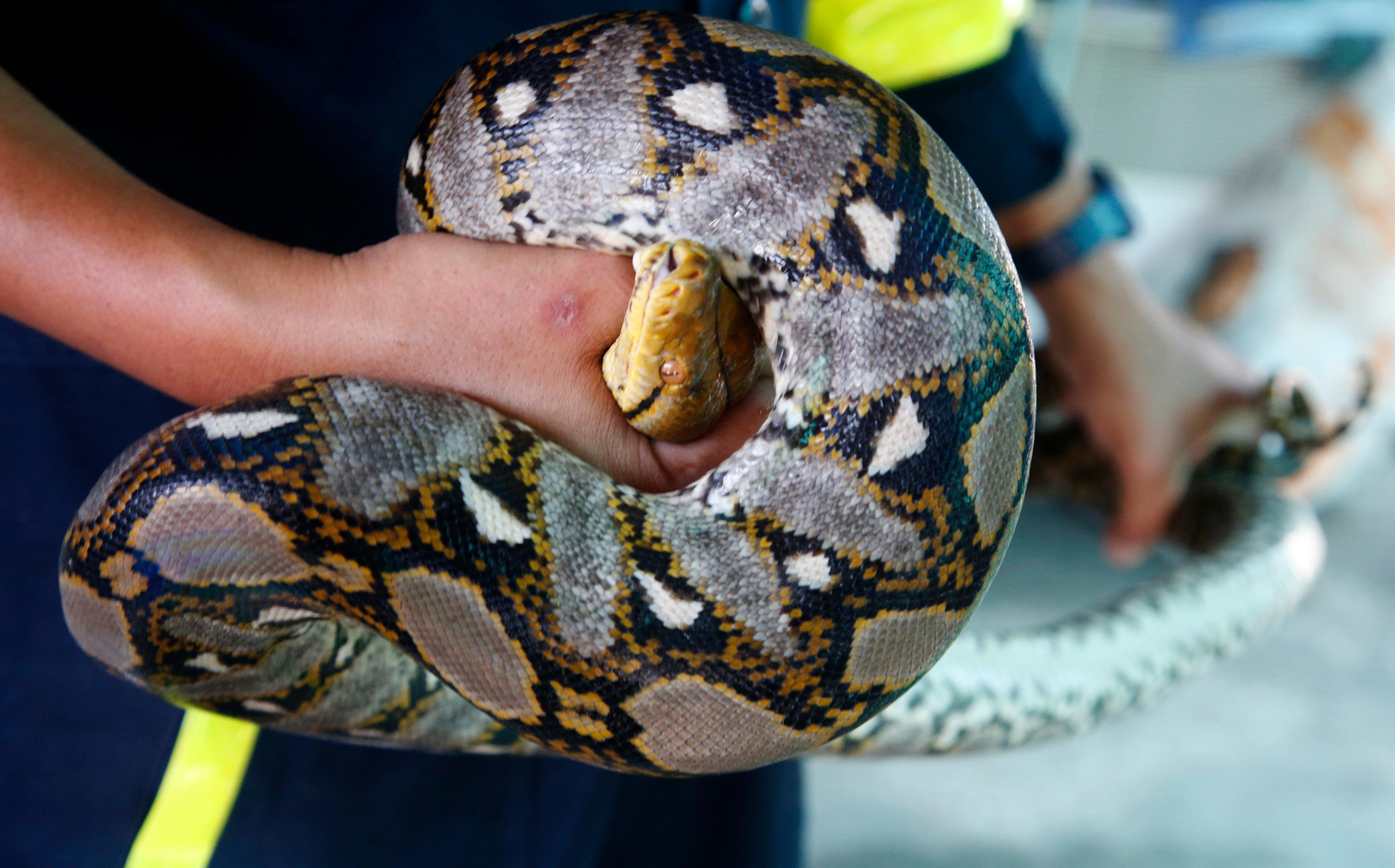 Pytonorm i Thailand. Arkivbild. Foto: Sakchai Lalit/AP/TT