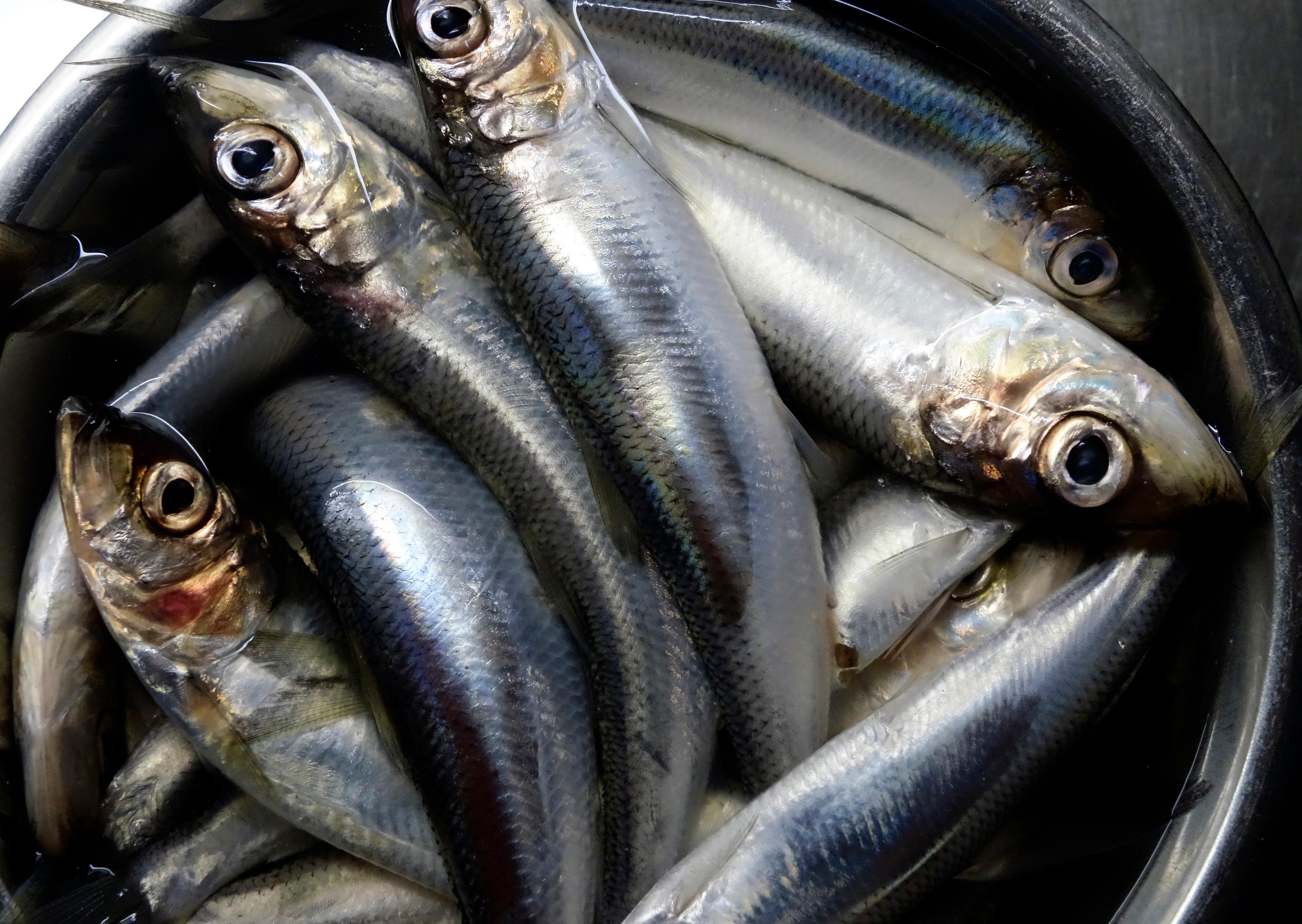 Nyfångad färsk strömming. Arkivfoto. Foto: Hasse Holmberg/TT