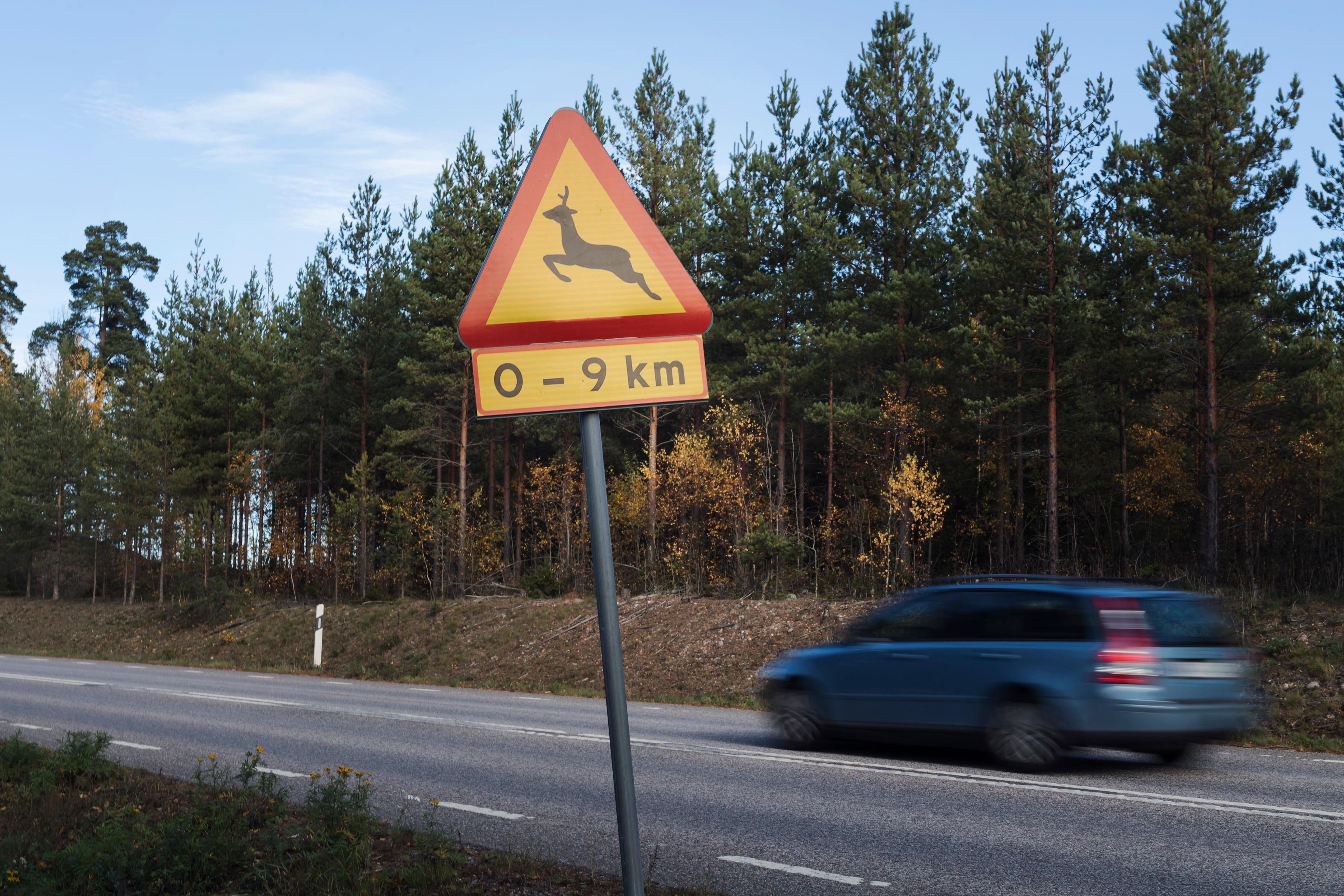 Det är i gryning och skymning som vägtrafikanter ska vara extra observanta på vilt. Arkivbild. Foto: Stina Stjernkvist/TT