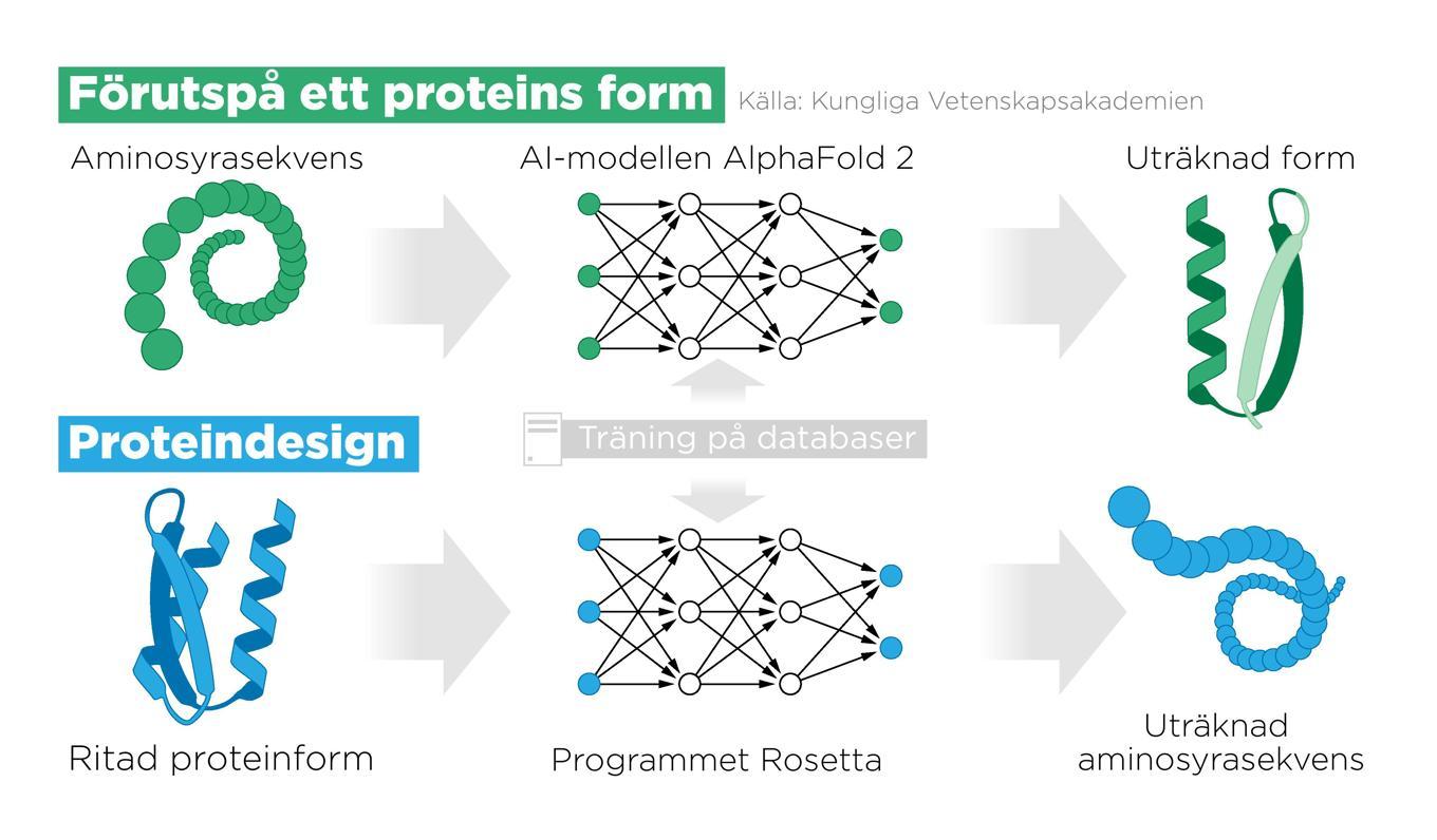 Årets Nobelpristagare belönas för sin forskning kring proteindesign och att förutspå ett proteins form. Anders Humlebo/TT