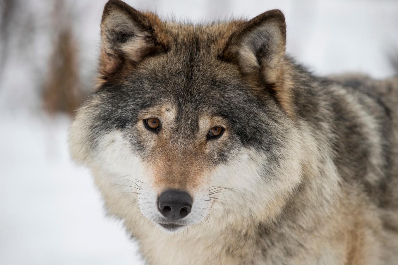 Regeringen föreslår att dagens 375 vargar ska minska till 170. Arkivbild. Foto: Junge, Heiko/NTB/TT