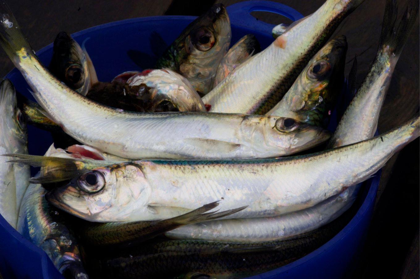 WWF kräver ett stopp för utfiskning av strömming för att "rädda Östersjön". Arkivbild. Foto: Hasse Holmberg/TT