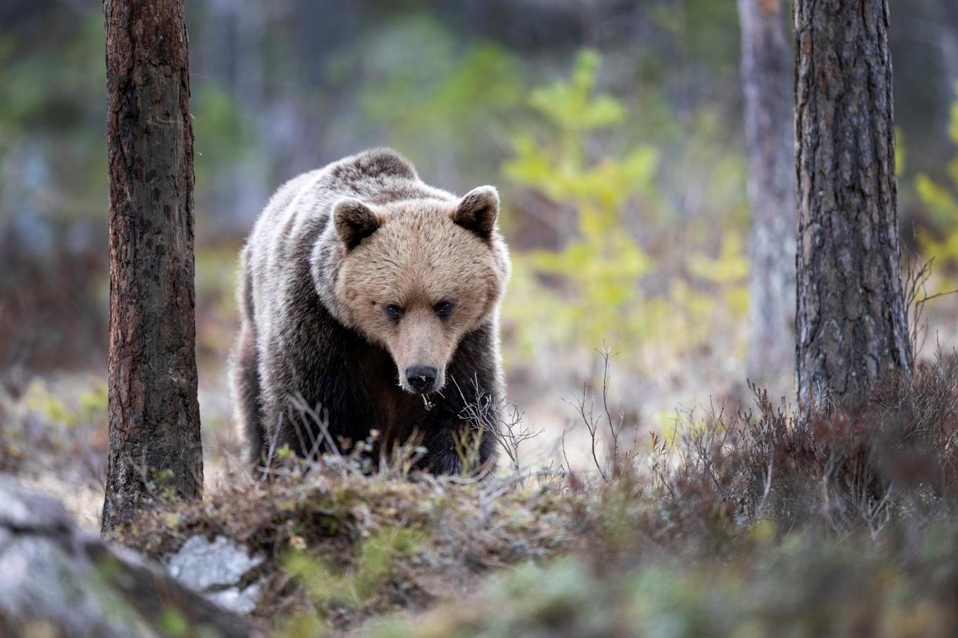 Björn fotograferad i Hälsingland. Arkivbild Foto: Mikael Fritzon/TT