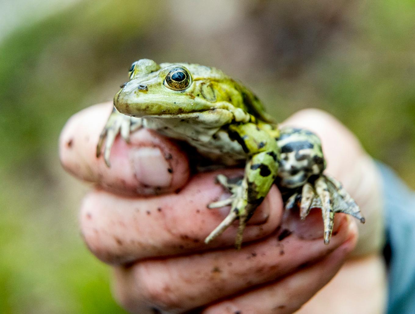 Trädgårdsägare kan med enkla medel dra sitt stå till stacken för att hjälpa groddjuren inför vintern. Arkivbild. Foto: Adam Ihse/TT