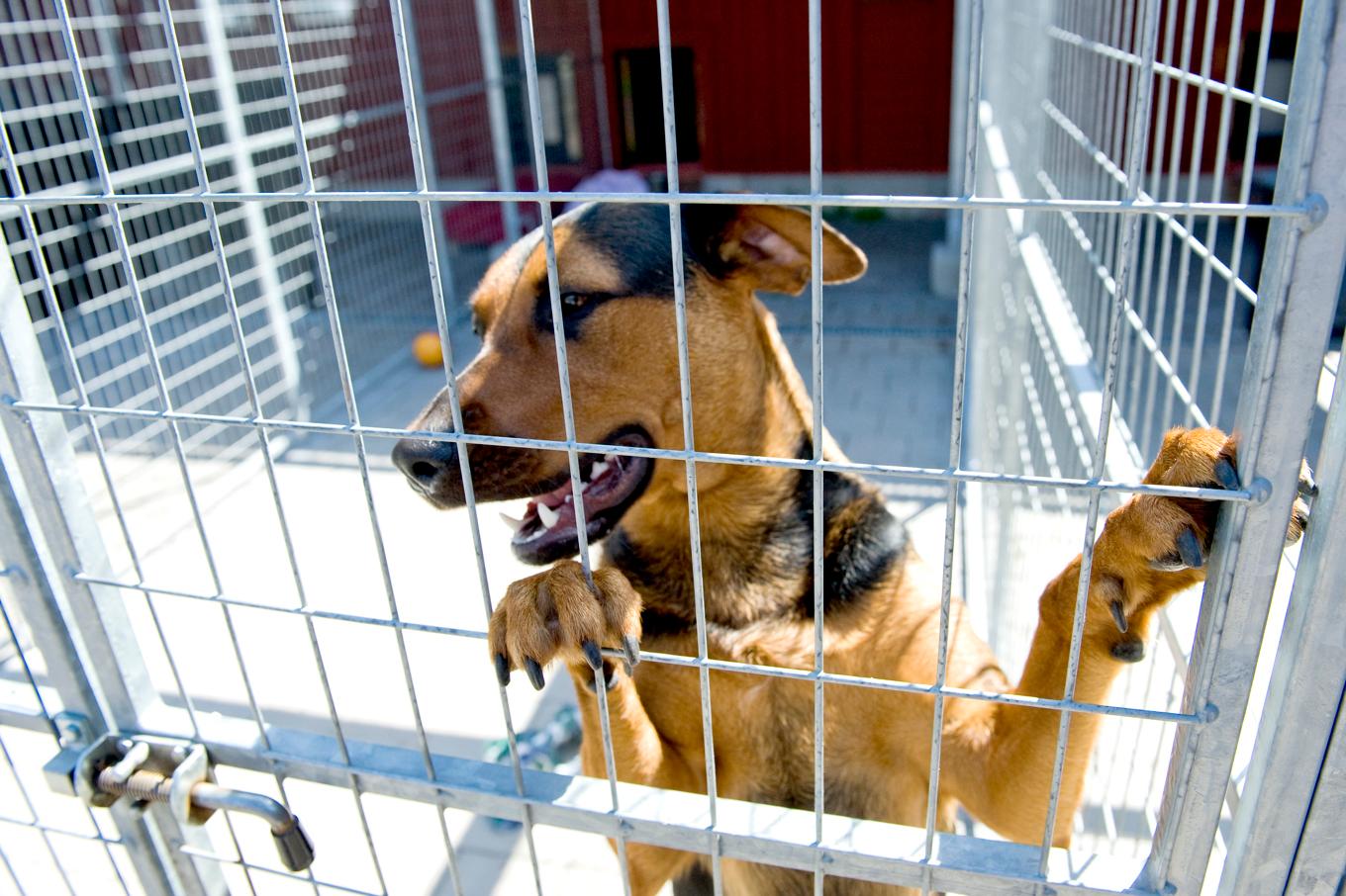 Låt det ta tid att skaffa hund, lyder Hundstallets uppmaning. Arkivbild. Foto: Gunnar Lundmark/SvD/TT