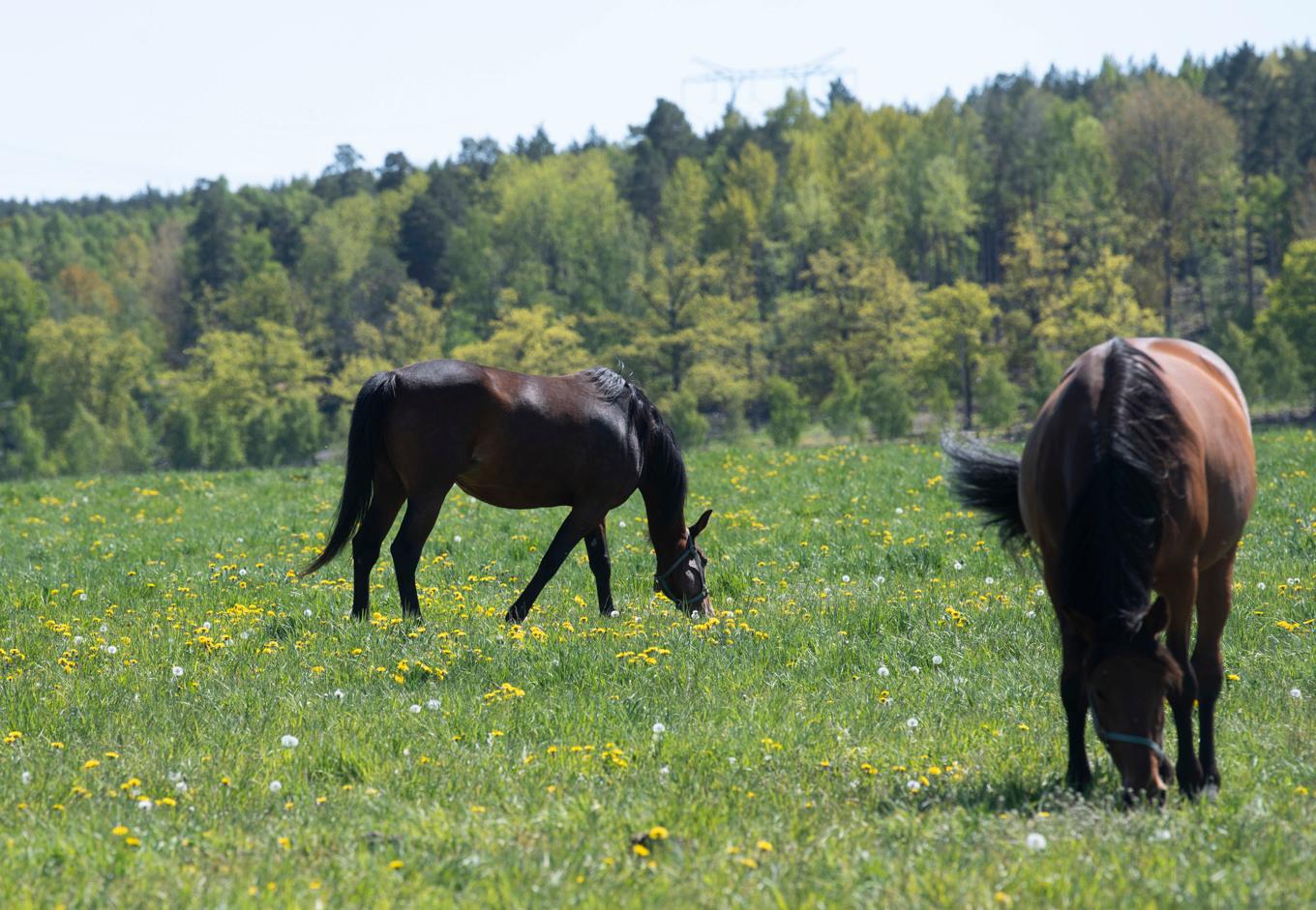 Hästarna på bilden har inget med ponnyerna i artikeln att göra. Arkivbild. Foto: Fredrik Sandberg/TT