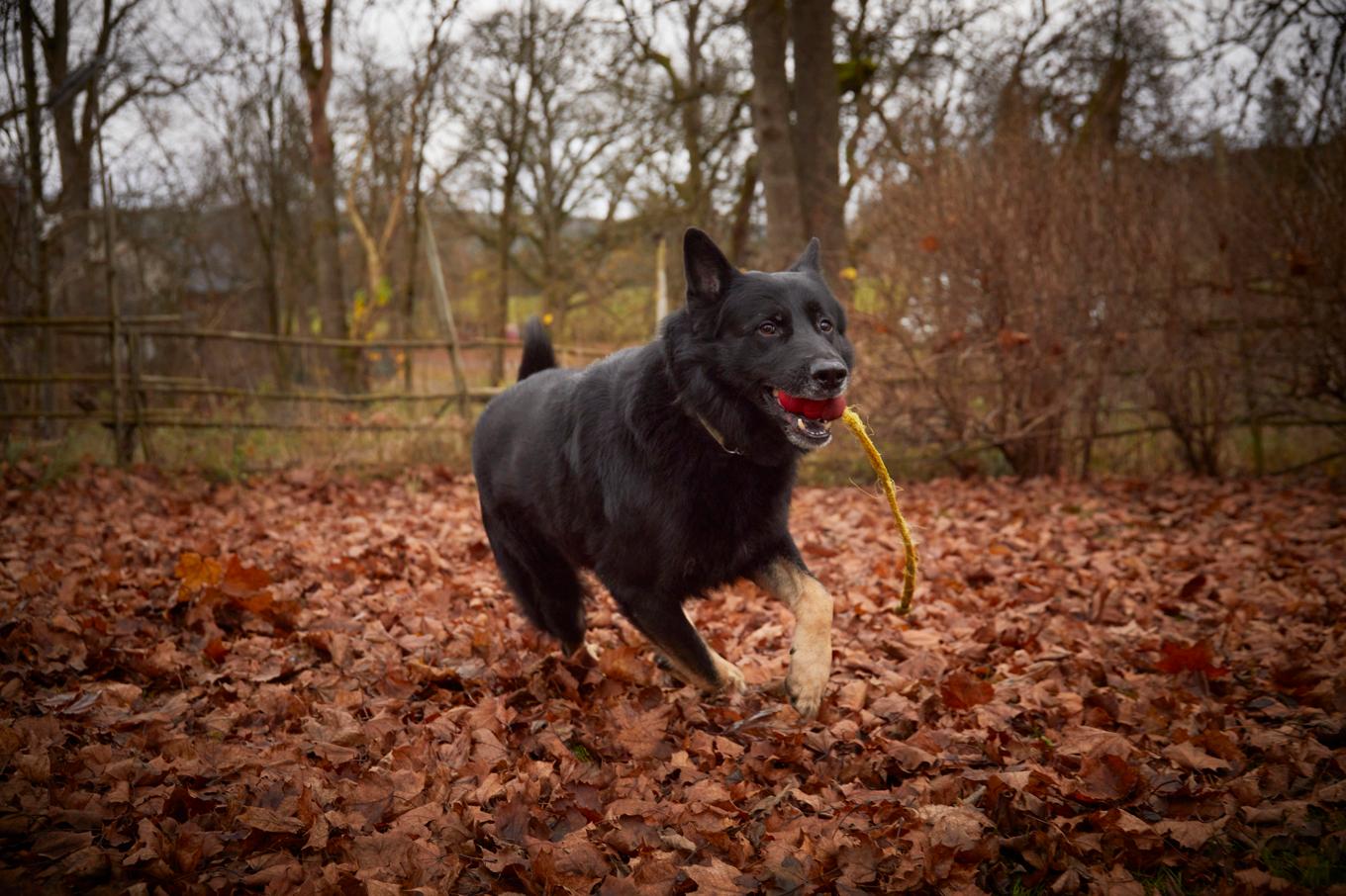 Den tyska schäfern Otiz prisas som årets bragdhund. Foto: Tord Saxin