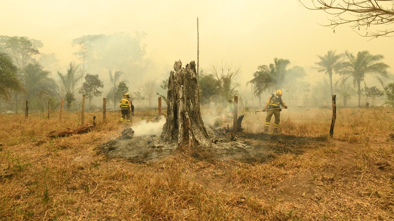 Spanska brandmän släcker ett brinnande träd i Santa Cruz. Foto: Rodrigo Urzagasti/AFP