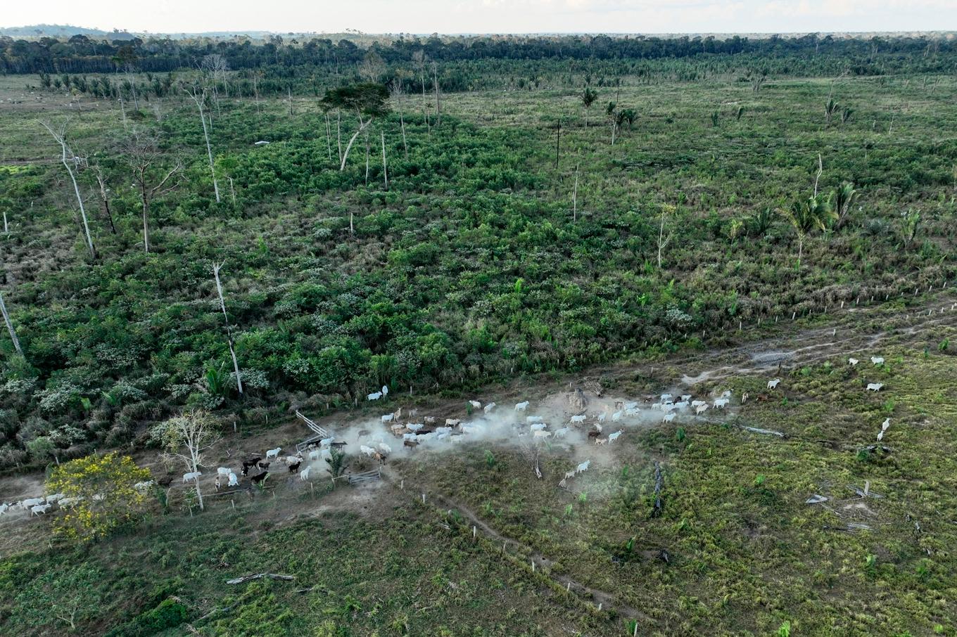 Boskap på vandring vid randen av skövlad regnskog i Brasilien förra sommaren. Arkivfoto. Foto: Andre Penner/AP/TT