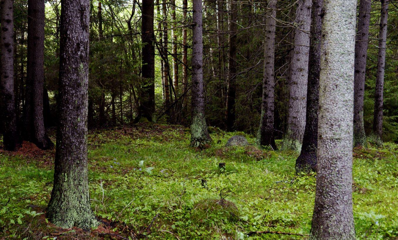 Närmare 190 handgranater som hittats i skogen utanför Jönköping ska sprängas på fredag. Området på bilden har inget med texten att göra. Arkivbild. Foto: Hasse Holmberg/TT