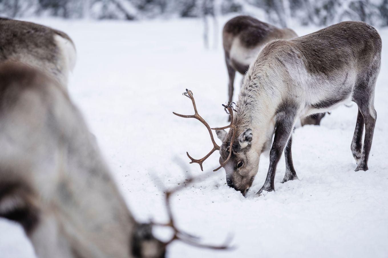 Svenska Samernas Riksförbund, intresseorganisation för renskötseln, kritiserar regeringen. Arkivbild. Foto: Carl-Johan Utsi/TT