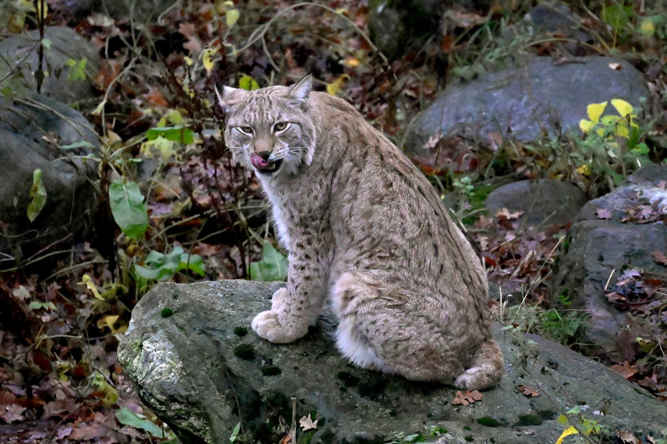 Länsstyrelsen i Jönköpings län har utlyst skyddsjakt på ett lodjur sedan flera hundar angripits och skadats. Arkivbild. Foto: Janerik Henriksson/TT