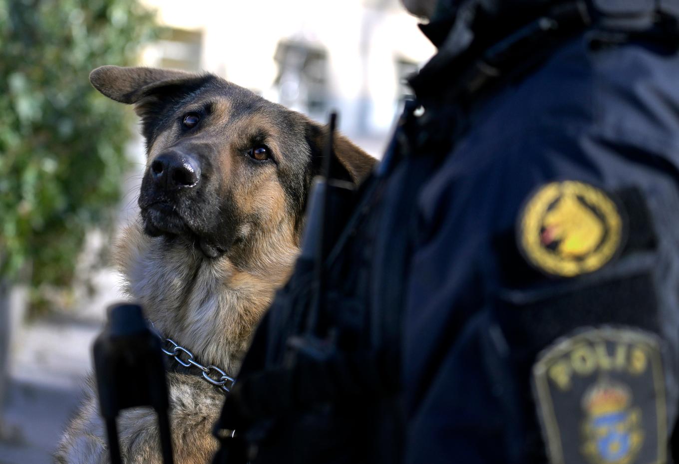 Åtta personer anhölls förra veckan misstänkta för narkotikabrott efter en stor polisinsats, men den misstänkta narkotikan var olivtvål och torkad malva. Arkivbild. Foto: Janerik Henriksson/TT