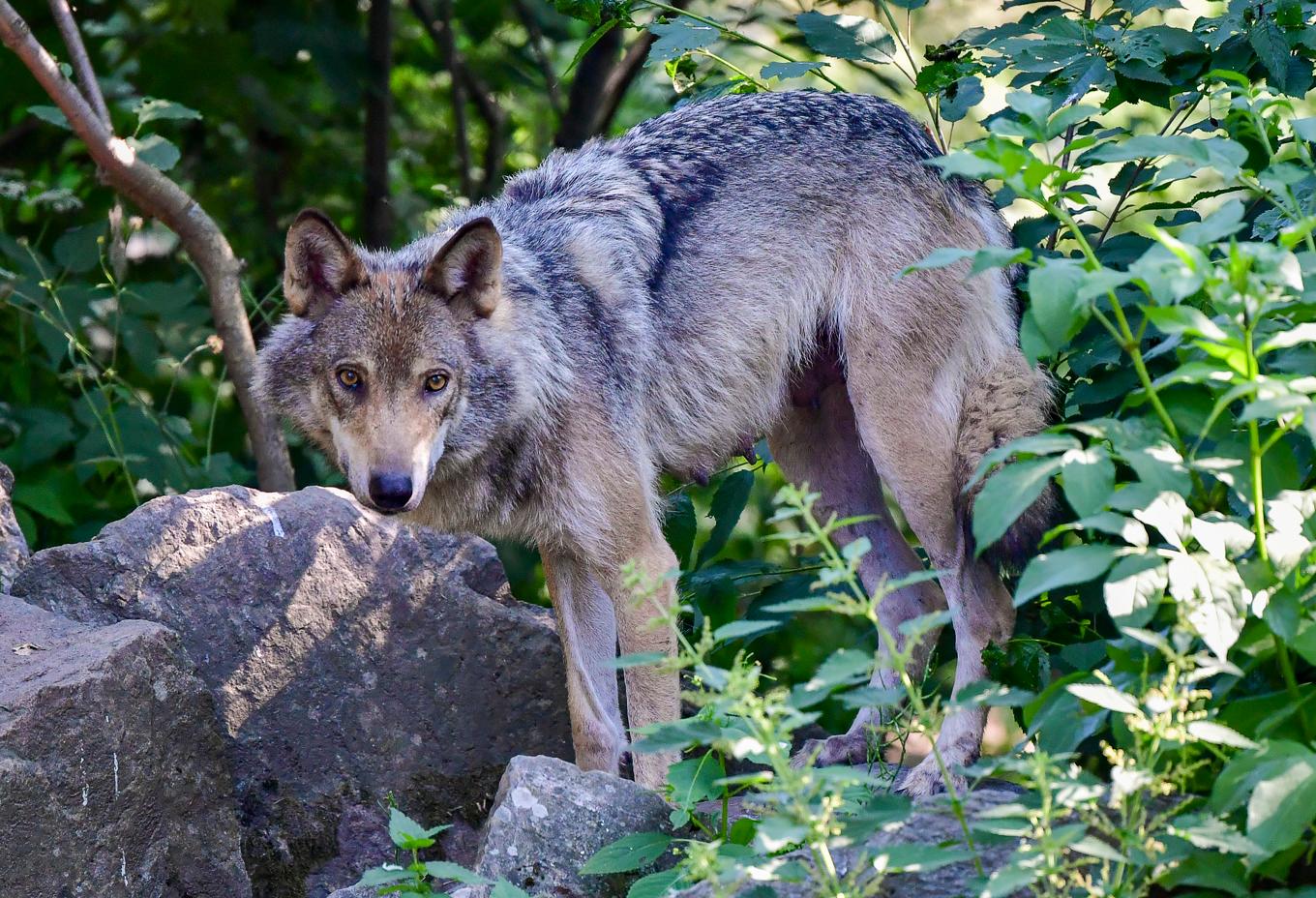 En varg på Skansen i Stockholm. Arkivfoto. Foto: Jonas Ekströmer/TT