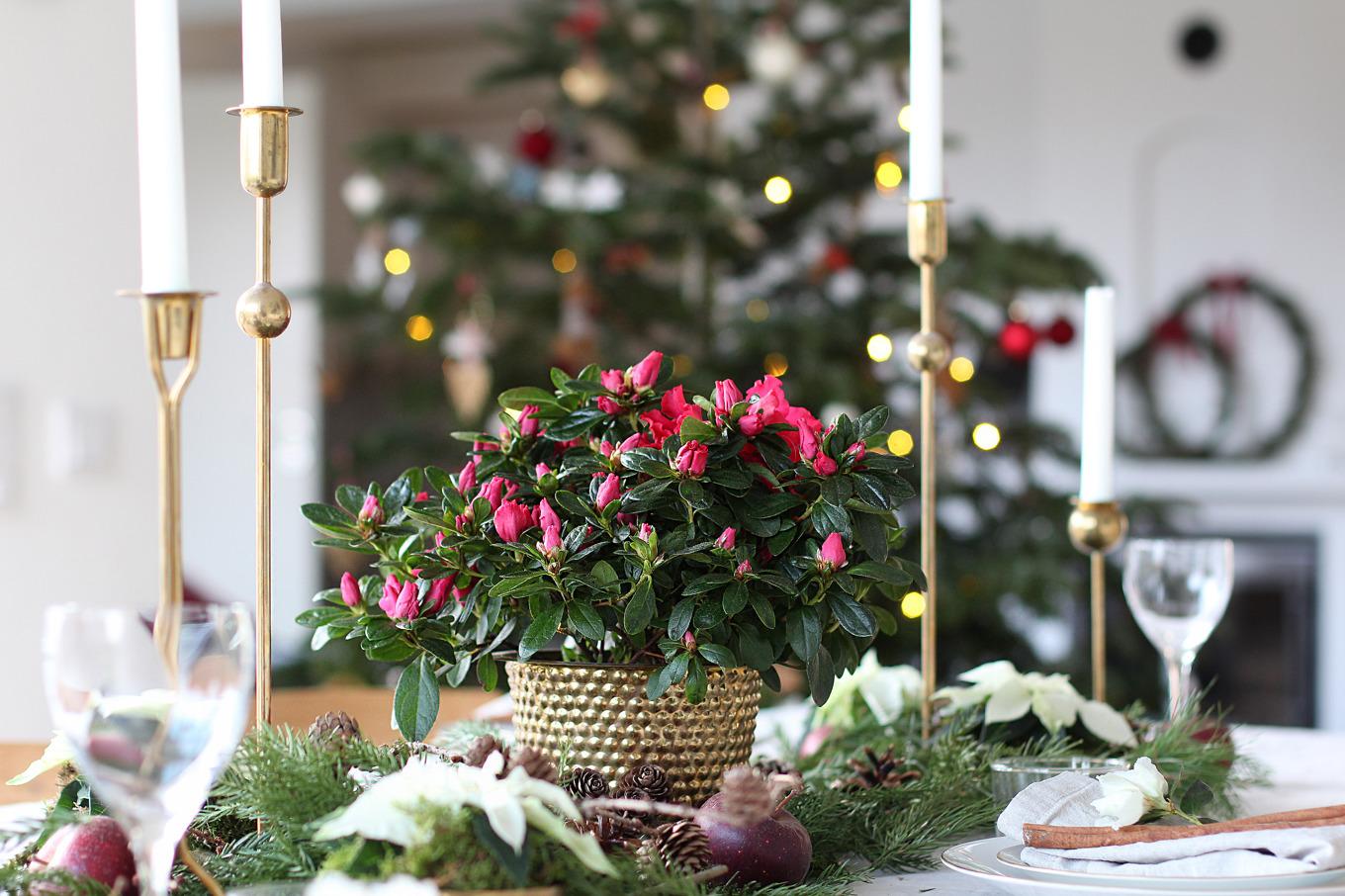 Julblommor kan användas vid dukning. Små grenar av azalea kan sättas i små vaser eller läggas på bordet. Foto: Blomsterfrämjandet