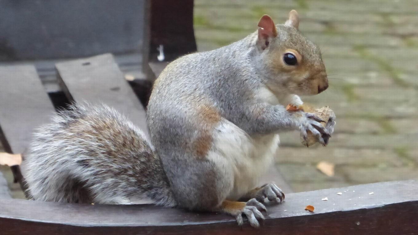 Ekorren på bilden är förvisso inte den tragiskt bortgångne Peanut, men det är åtminstone samma sorts ekorre som Peanut – en östlig gråekorre. Foto: Public Domain