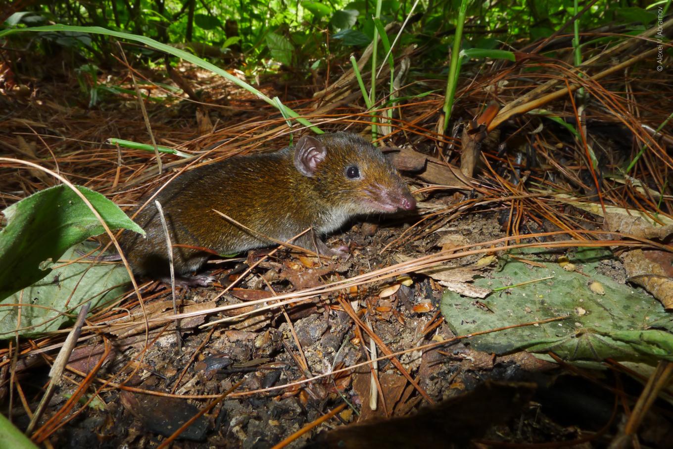 Hylomys macarong är en igelkott med mjuk päls och vassa huggtänder, döpt efter det vietnamesiska ordet för vampyr. Foto: Alexei V. Abramov/WWF/TT