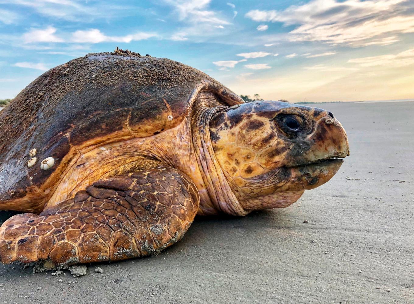 Arkivbild på en falsk karettsköldpadda i Georgia, USA. Foto: Georgias departement för naturresurser/AP/TT