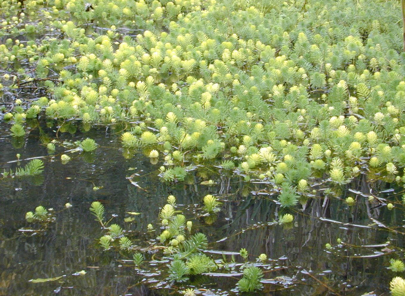 Arten storslinga (Myriophyllum aquaticum) har varit förbjuden att importera, odla eller sätta ut i naturen sedan 2016. Foto: Marshman/TT