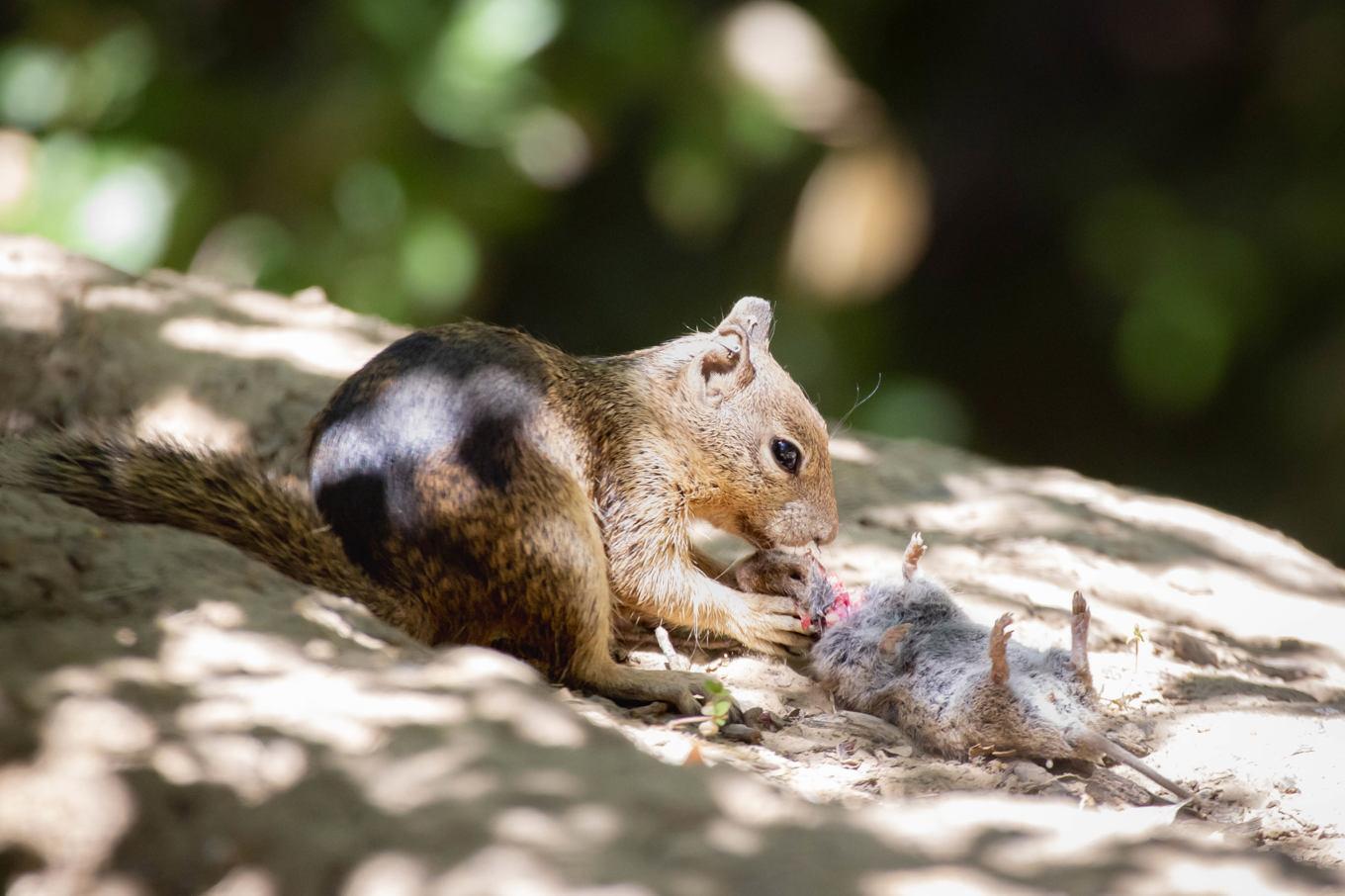 Stor tillgång på sork väckte ekorrarnas aptit på kött. Foto: Sonja Wild/UC Davis