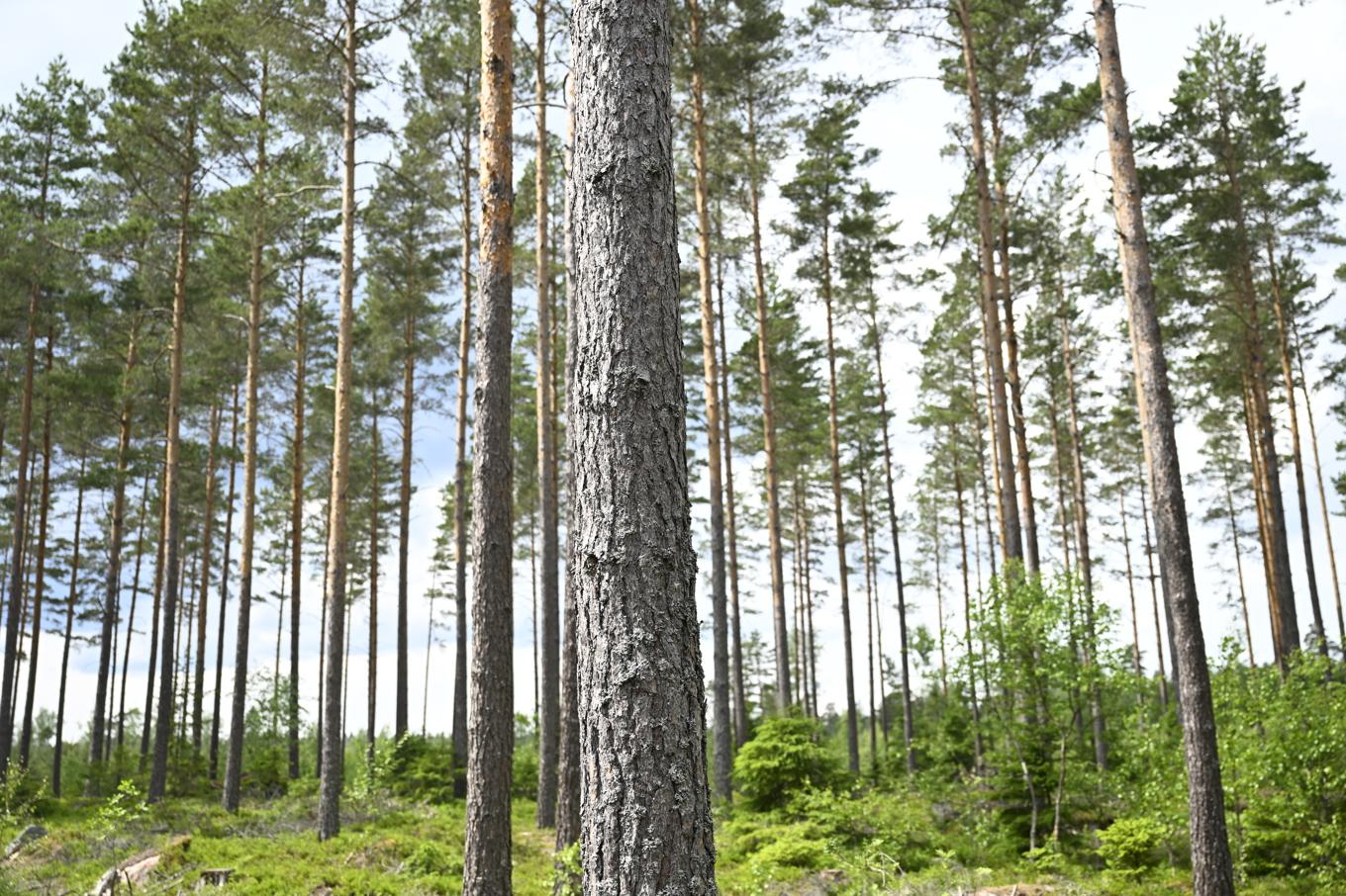 Enklare processer för avverkning av skog är ett av förslagen i Skogsutredningens delbetänkande. Foto: Fredrik Sandberg/TT