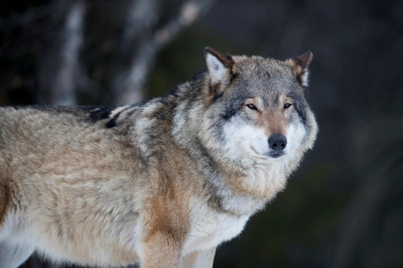 En varg har skjutits av jägare i Skåne. Arkivbild. Foto: Heiko Junge/NTB Scanpix/TT