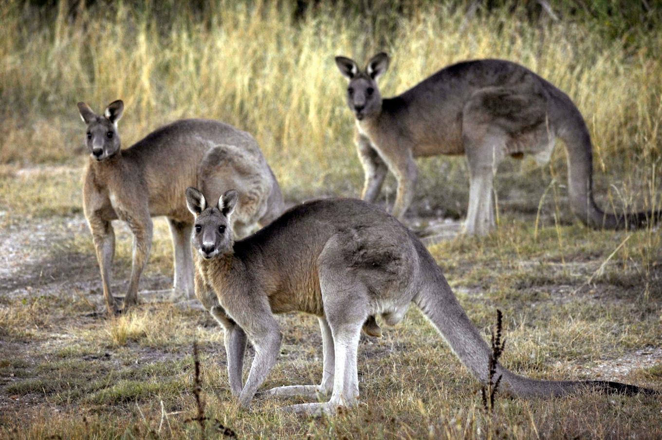 Arkivbild från Canberra-trakten. Foto: Mark Graham/AP/TT