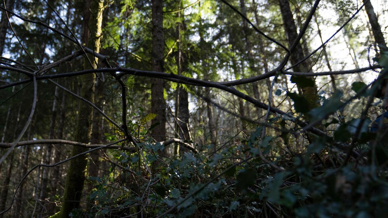 Två män har hittats döda i en skog i delstaten Washington. Arkivbild. Foto: Jenny Kane/AP/TT