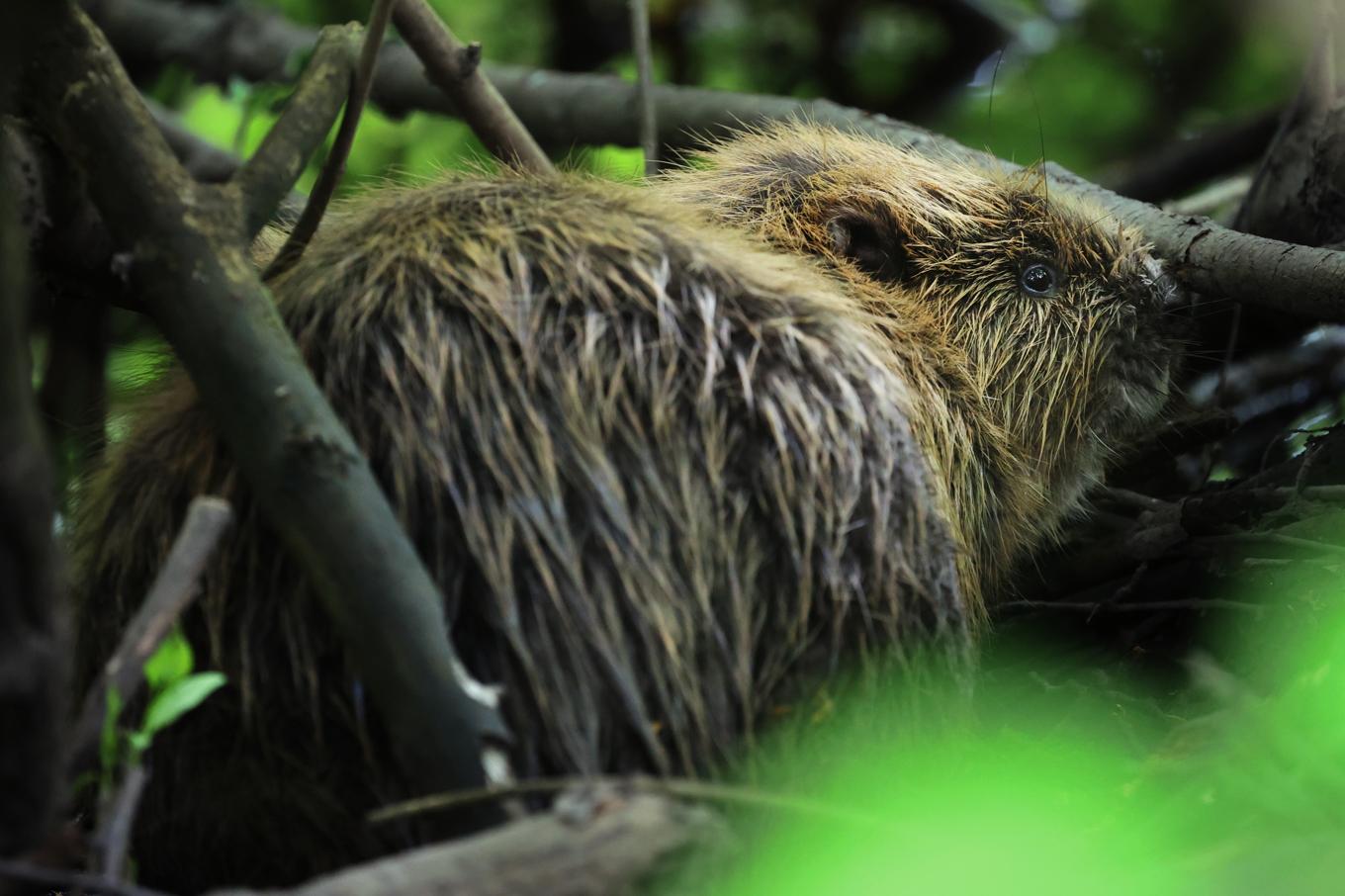 Bävrar och andra gnagare orsakar ibland strömavbrott, enligt Eon. Arkivbild. Foto: Ørn E. Borgen/NTB/TT