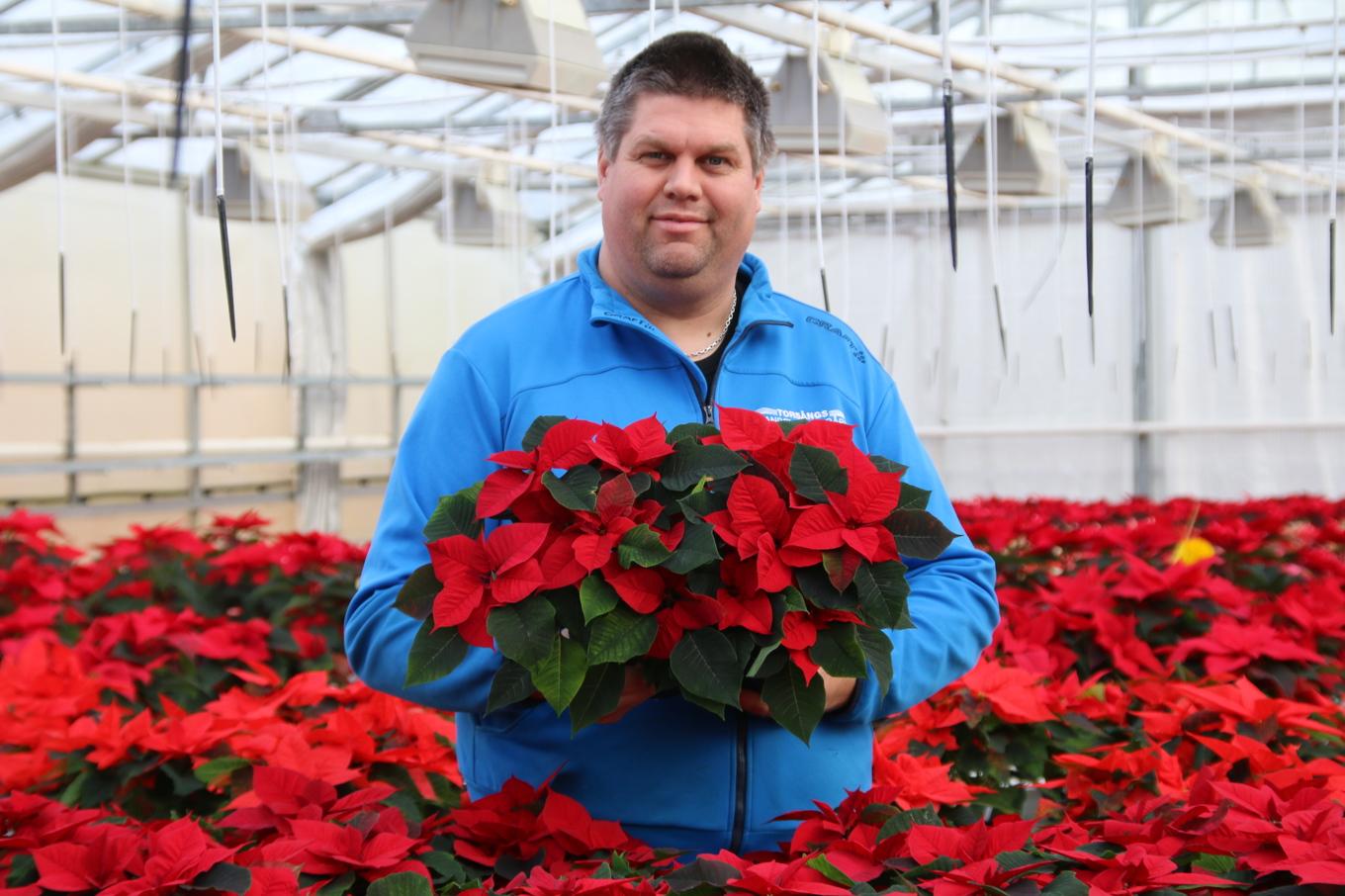 Anders Haglund är en av omkring 40 odlare i Sverige som satsar på julstjärnor. Foto: Jenny Haglund