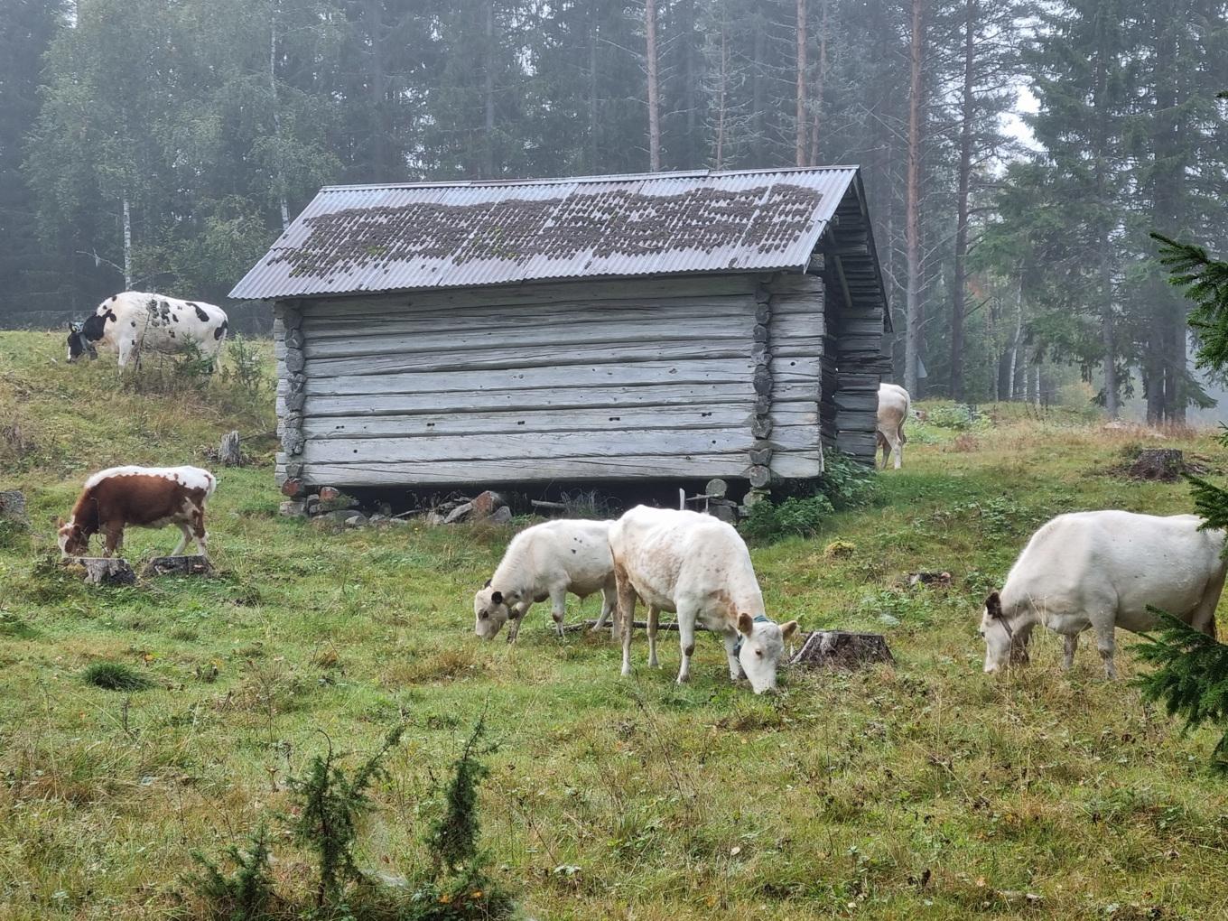 På en fäbod får korna beta fritt och man hägnar in det som ska skyddas från betandet. Foto: Täpp Lars Arnesson