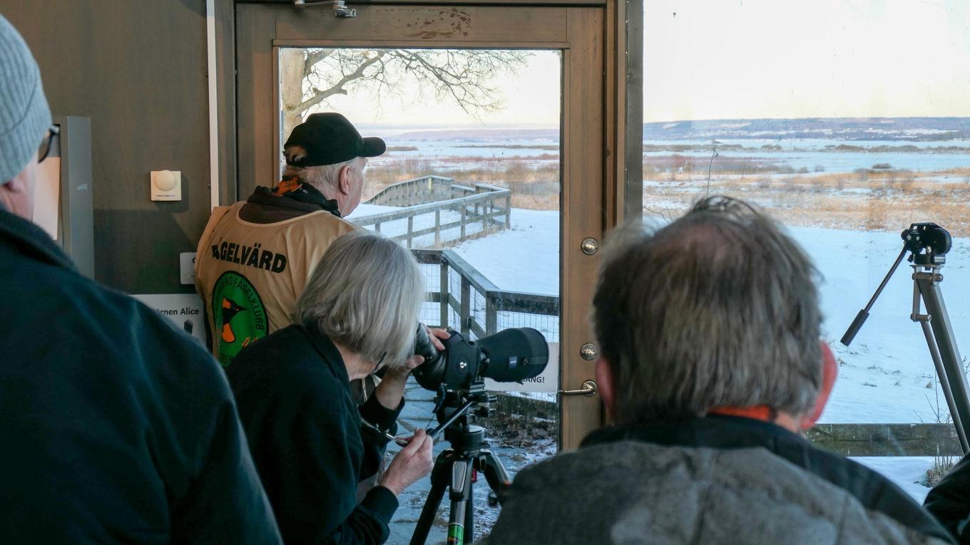 I landskapet vid Hornborgasjön i Västergötland samlas fåglar även på vintern. Foto: Jenny Ljungkvist