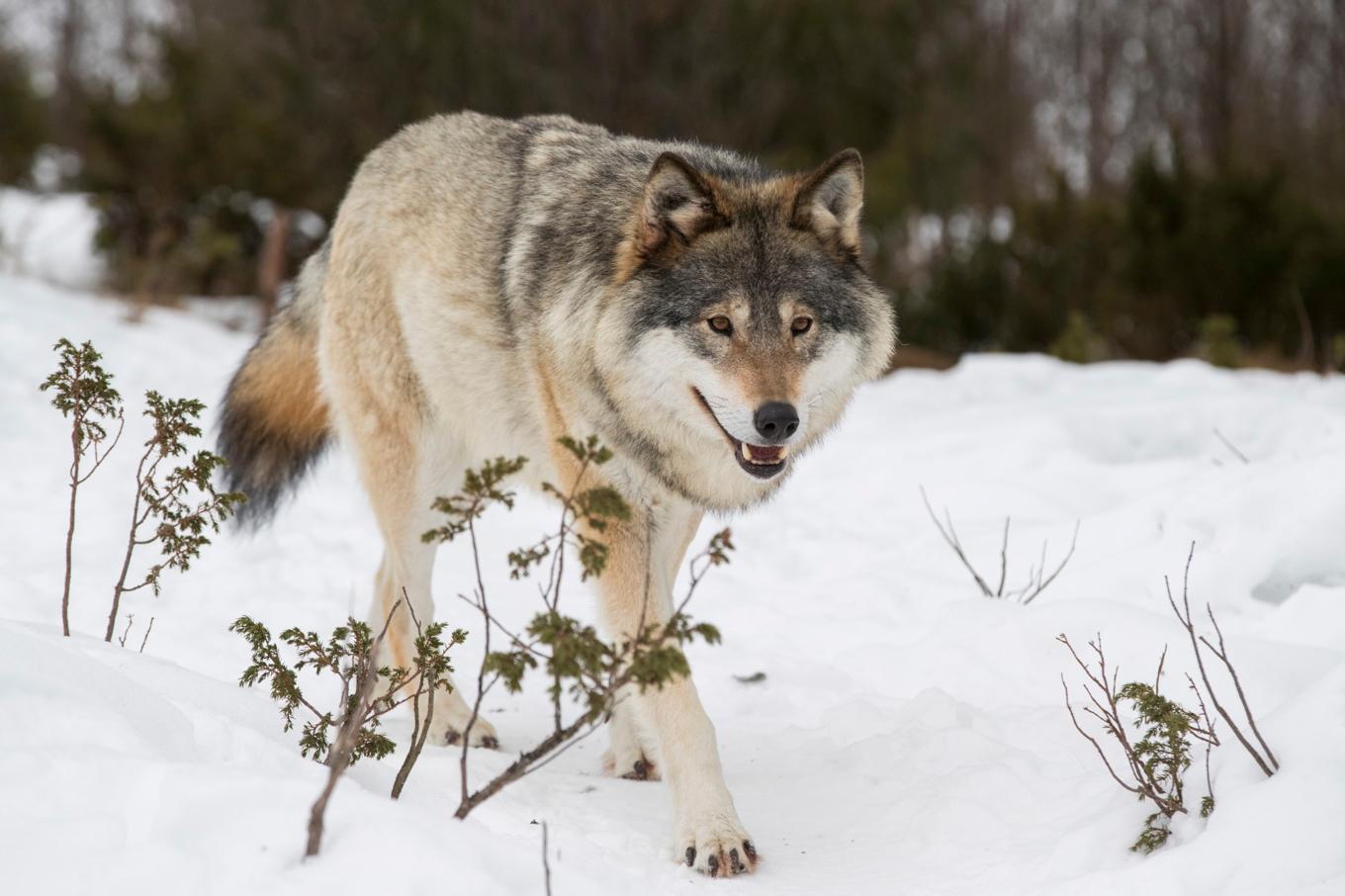 30 vargar får skjutas under årets licensjakt. Arkivbild. Foto: Heiko Junge/NTB/TT