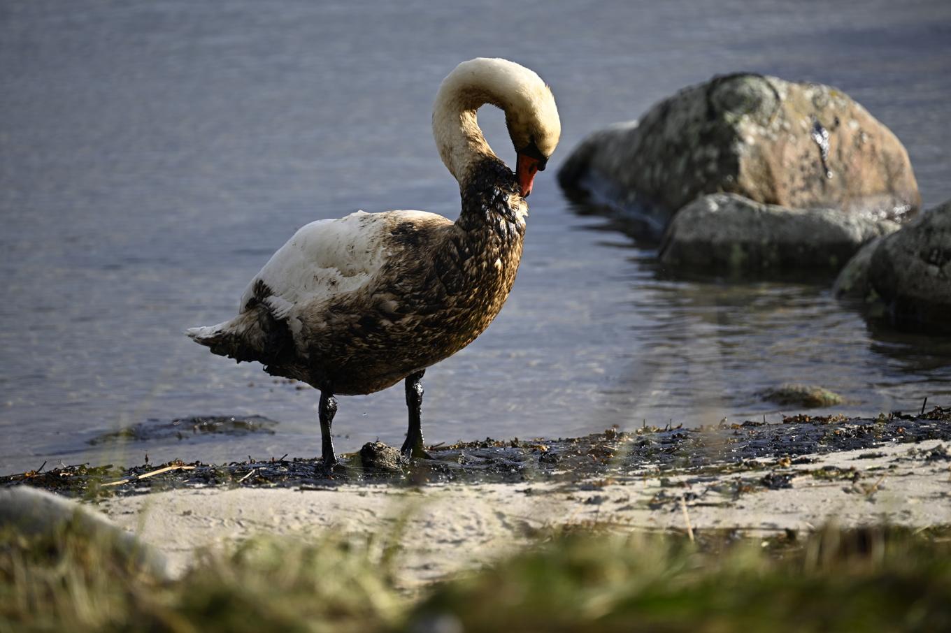 Tusentals liter olja läckte ut i Pukaviksbukten i Blekinge när passagerarfärjan Marco Polo gick på grund hösten 2023. Arkivbild. Foto: Johan Nilsson/TT