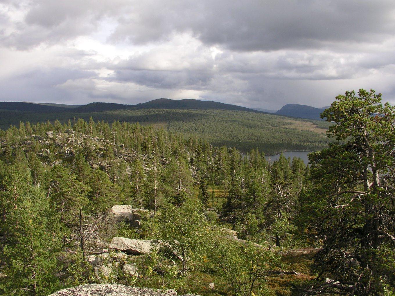 Värdet på gröna svenska värdepapper ökar kraftigt. Arkivbild. Foto: Olli Manninen/Naturskyddsföreningen/TT