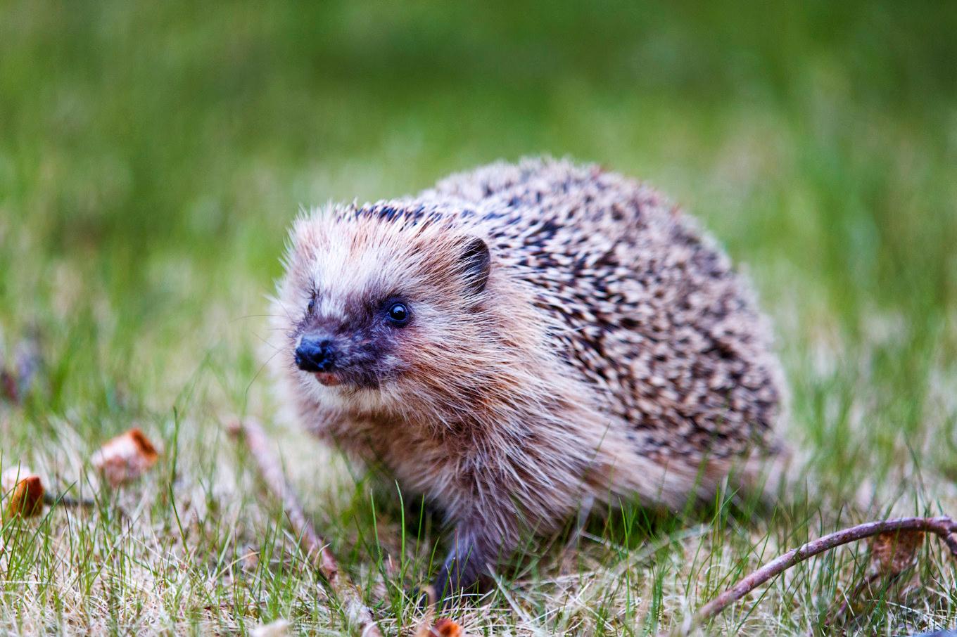 Svenskarna skickade in 50 000 rapporter om igelkottar. Foto: Gorm Kallestad/NTB/TT