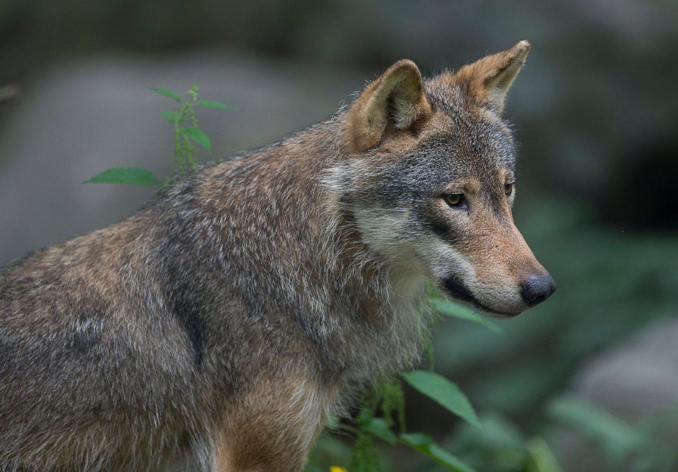 Jägare sköt en varg som upplevdes som hotfull i helgen. Arkivbild. Foto: Jonas Ekströmer/TT