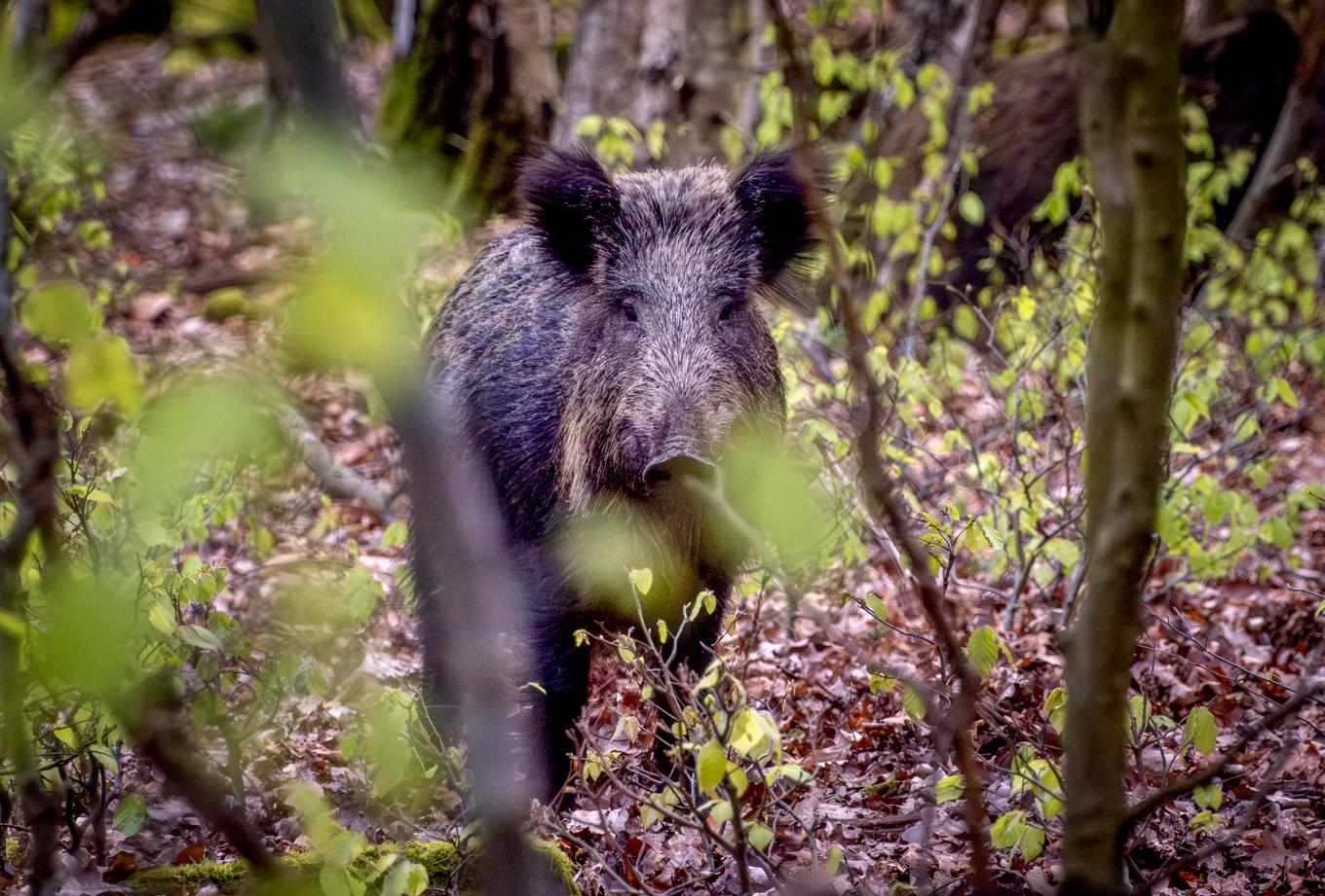 Vildsvin orsakar inte bara problem. De kan också vara nyttiga för skogen. Arkivbild. Foto: Michael Probst/AP/TT