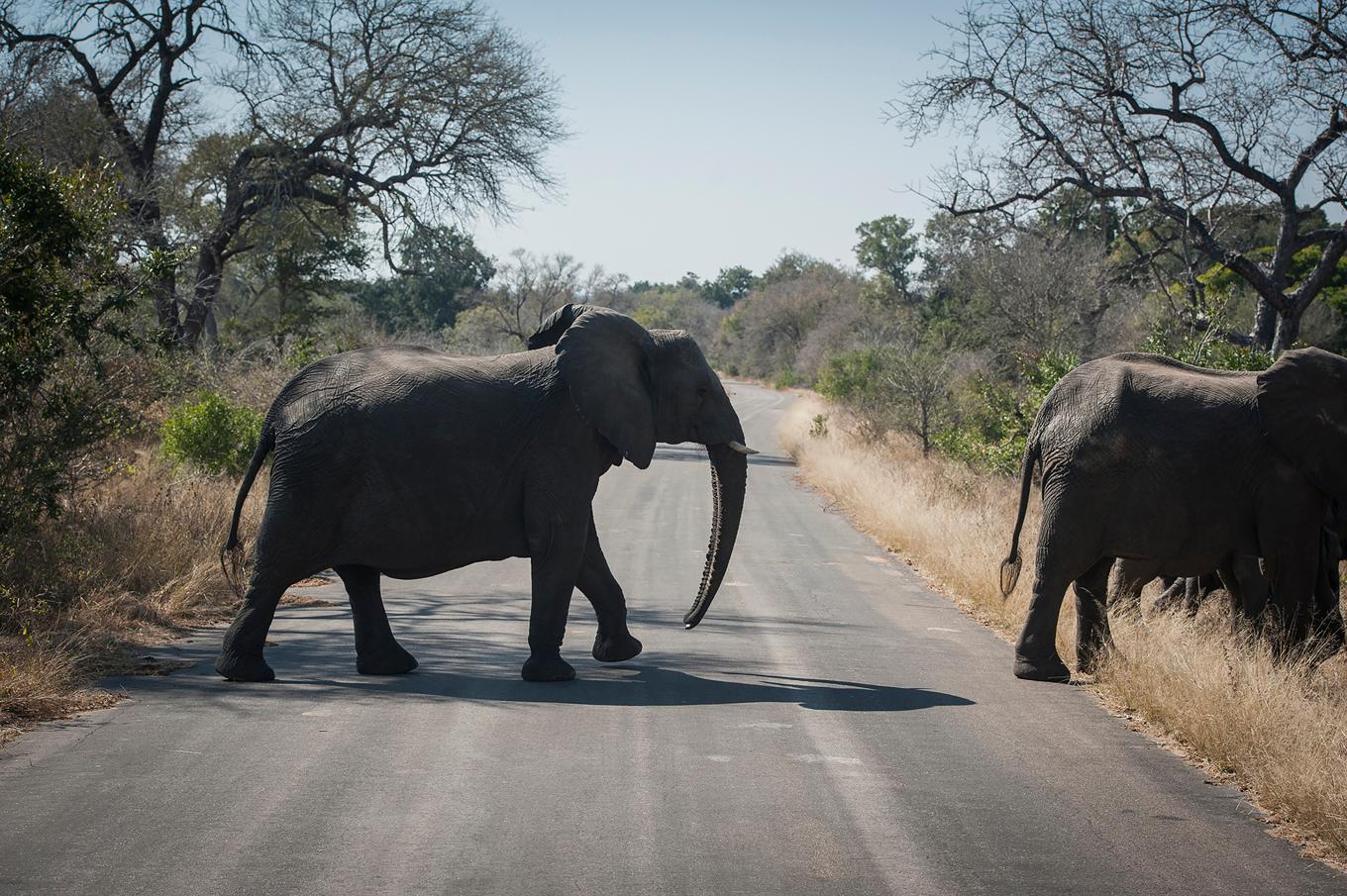 En turist har dödats av en elefant i Krugerparken i Sydafrika. Arkivbild. Foto: Shiraaz Mohamed/AP/TT