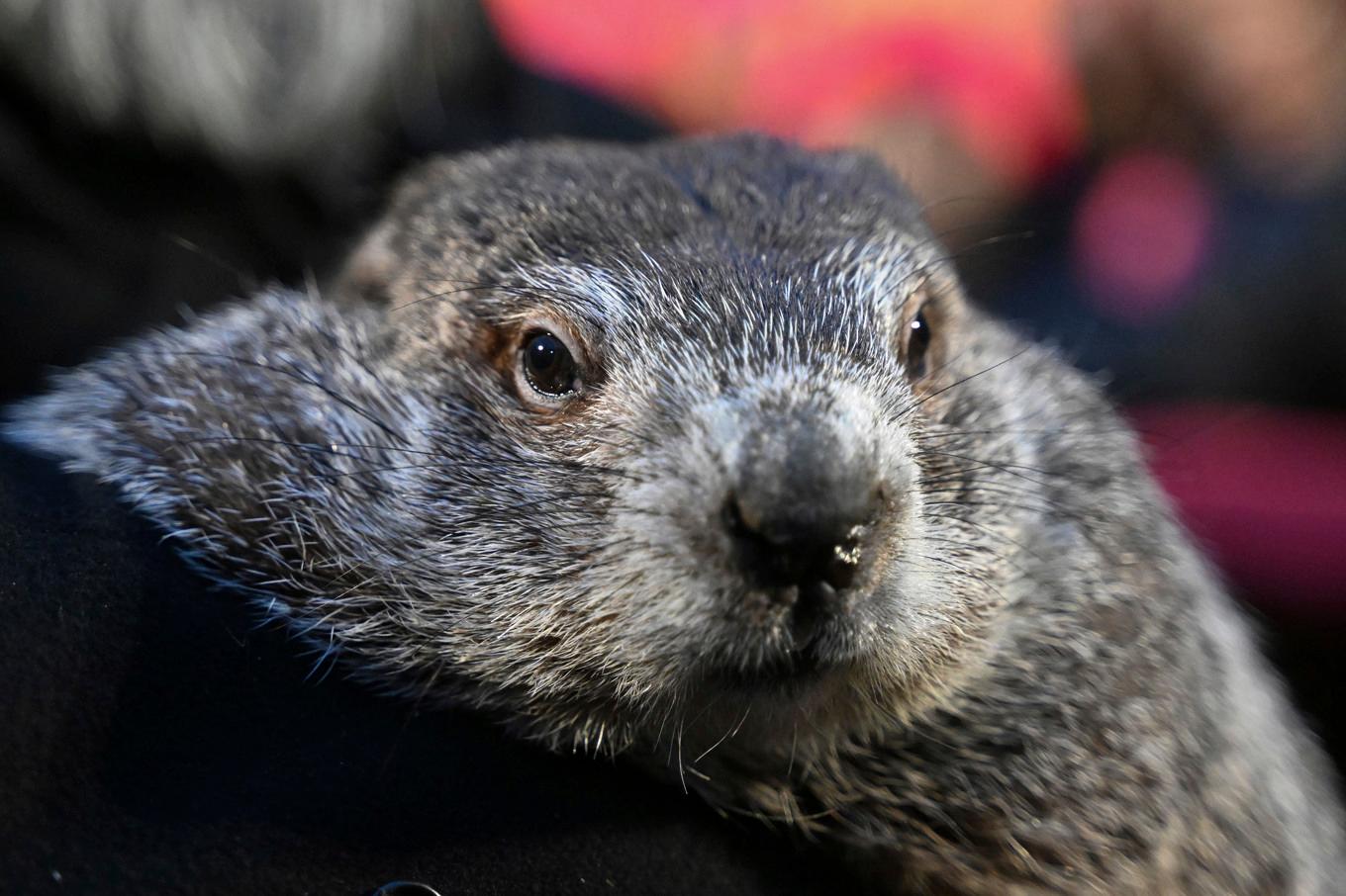 Skogsmurmeldjuret Punxsutawney Phil har klarat av sitt arbete för i år och förutsett när våren anländer i USA. Arkivbild. Foto: Barry Reeger/AP/TT