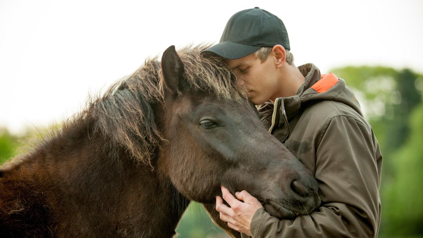 När Gustav jobbade med krigsveteraner använde man hästar: ”Bredvid en lugn häst går det inte att stressa. Man sugs in i hästens lugn.”  Foto: Myra Wippler/Shutterstock