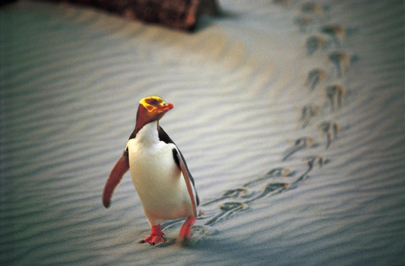 En pingvin på Nya Zeelands sydö. Pingvinen på bilden tillhör en annan art än den som tagit sig till Sydamerika. Arkivbild. Foto: AP/TT