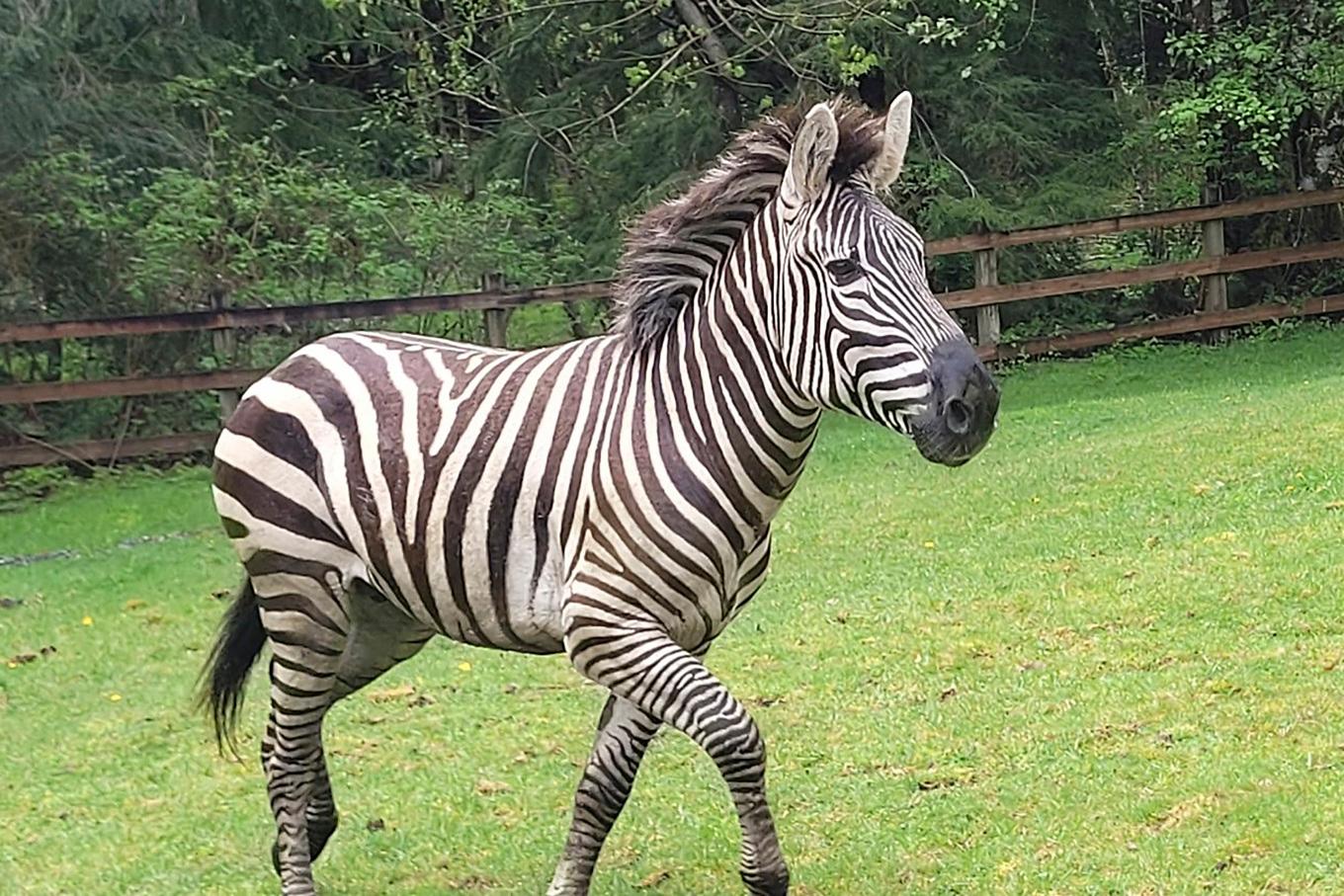 Arkivbild på en annan zebra. Foto: Tropoer Rick Johnson/Washingtonpolisen via AP/TT