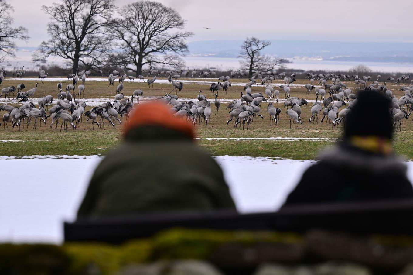 Fågelskådare tittar på tranor vid Hornborgasjön. Bild från 2024. Foto: Björn Larsson Rosvall/TT