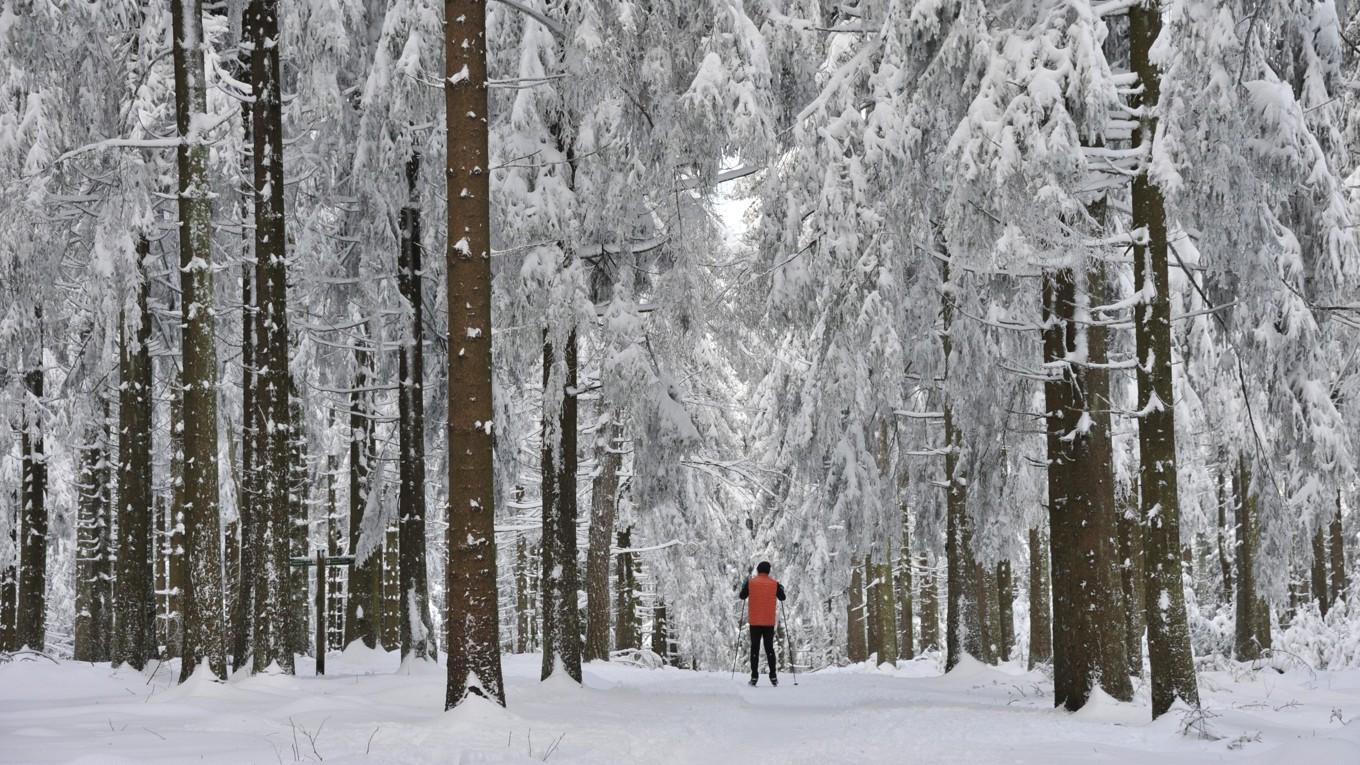 I Sverige finns det många äldre träd som är över 200 år gamla. Foto: Lutz Thümmel